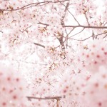 GWに北海道で桜を見よう！でも2015年の開花予想はハズレるかも？
