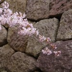 五稜郭公園　桜