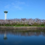 北海道の桜前線に異常あり！イベント開催時には桜が散ってるかも？