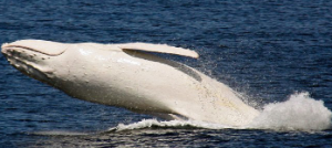 白クジラ